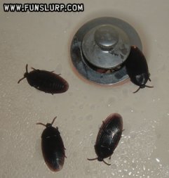 Fake Cock Roaches - 4 Pack  Fake Cock Roaches - 4 Pack
