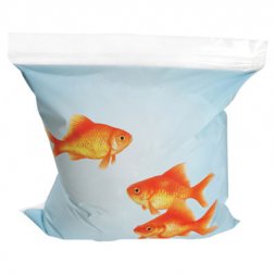 "Off the Hook" Goldfish Sandwich Bags  "Off the Hook" Goldfish Sandwich Bags
