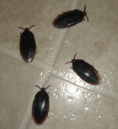 Fake Cock Roaches - 4 Pack