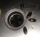Fake Cock Roaches - 4 Pack