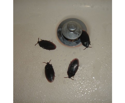 Fake Roaches - 144