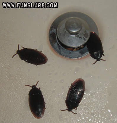 Fake Cock Roaches - 4 Pack